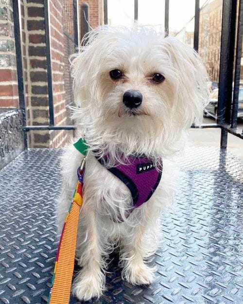 59 Bizarre Beagle Mixes You Need To See The Guide To