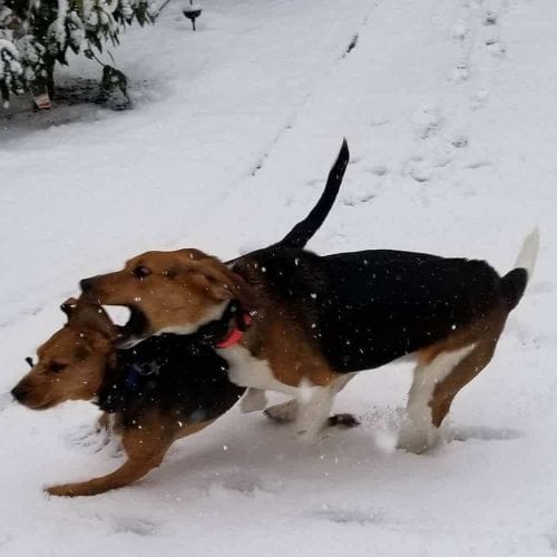59 Bizarre Beagle Mixes You Need To See The Guide To