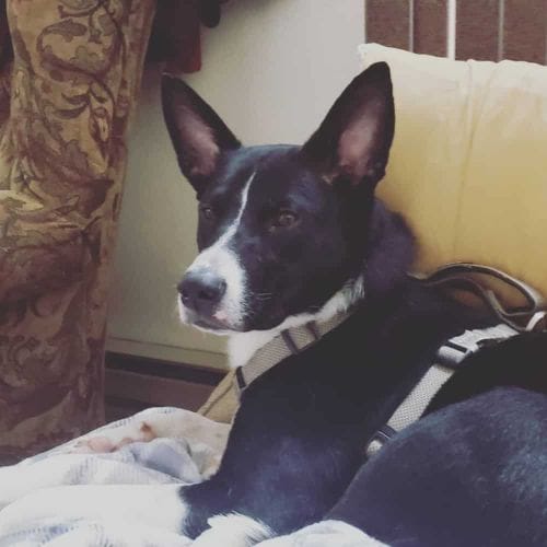 20 Basenji Mix Breeds Which Basenji Mix Dog Is Right For You?