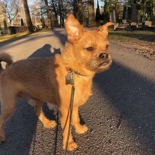 21 Chinese Crested Mix Breed Dogs WowPooch