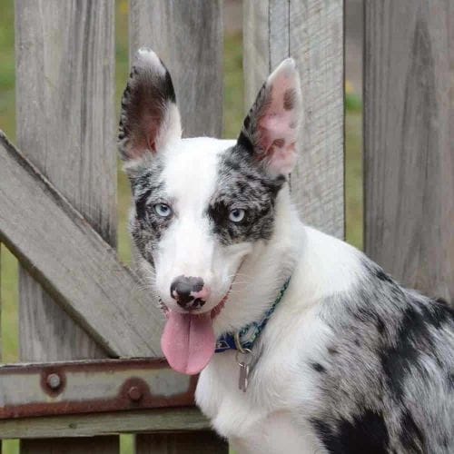 15 Awesome Australian Dog Breeds List With Pictures WowPooch