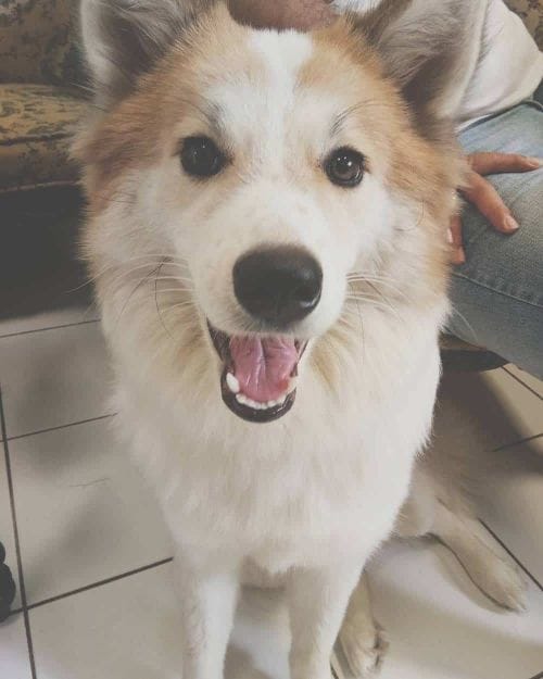 11 Spectacular Samoyed Mix Breed Dogs WowPooch