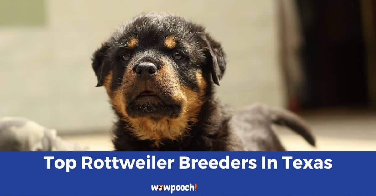 Top 7 Best Rottweiler Breeders In Texas (TX) State [2022] WowPooch