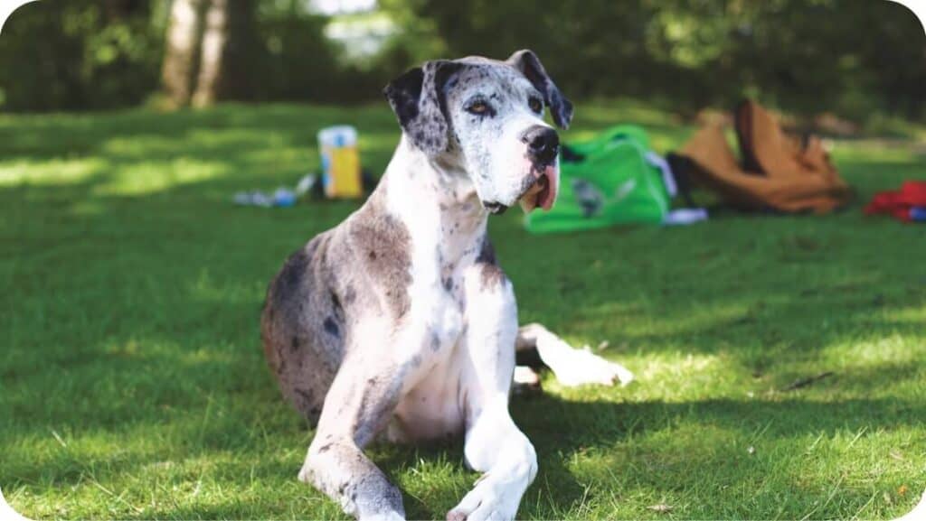 Top 9 Best Great Dane Breeders In Texas (TX) State