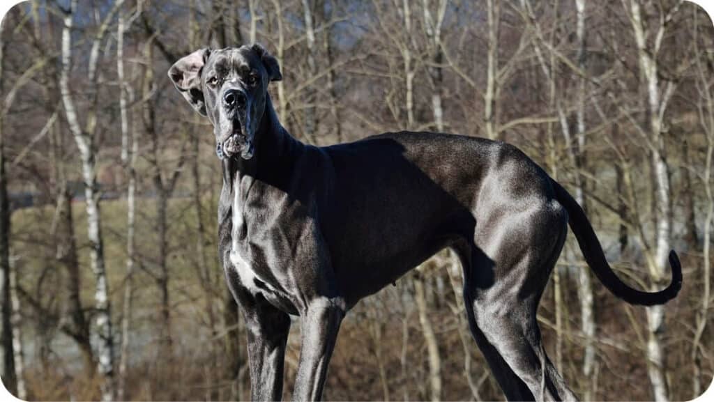 Top 4 Best Great Dane Breeders In New Hampshire (NH) State [2022