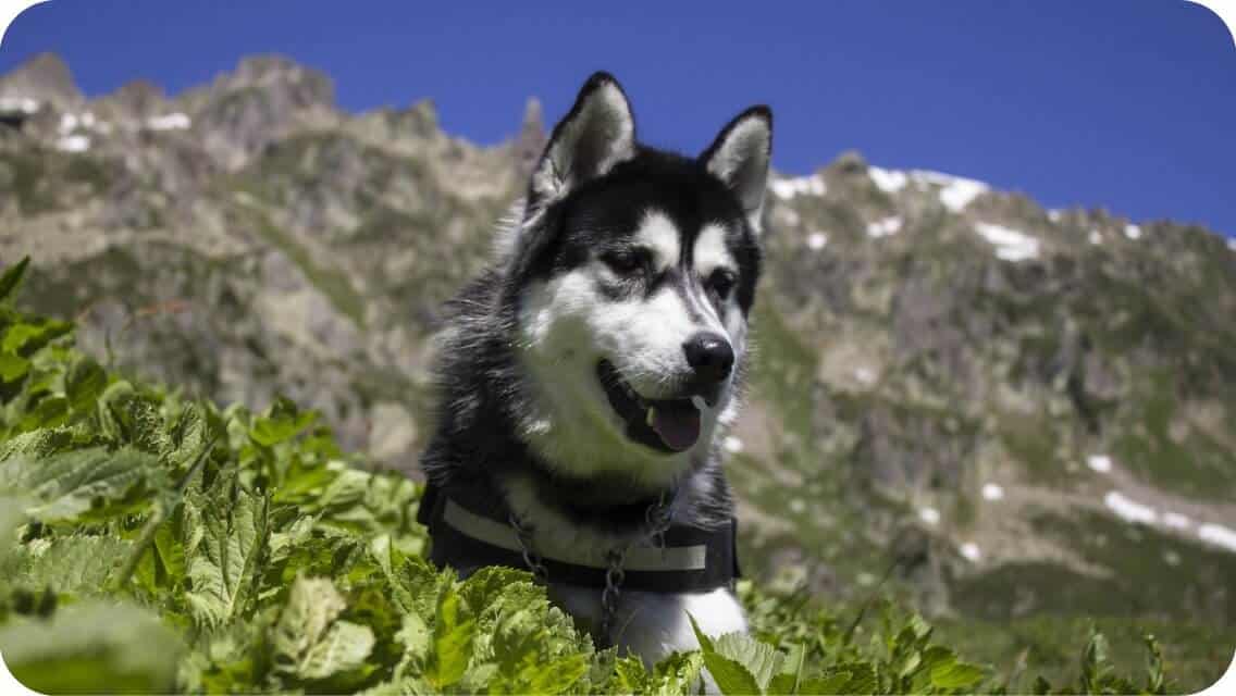 Top 7 Best Husky Breeders in Minnesota (MN) State