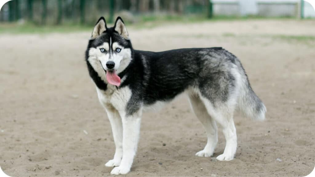 Why Do Huskies Bury Their Things? Learn 7 Tips To Stop Your Huskies