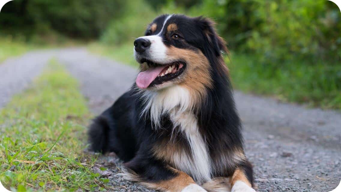 Top 13 Best Australian Shepherd Breeders in California (CA) State