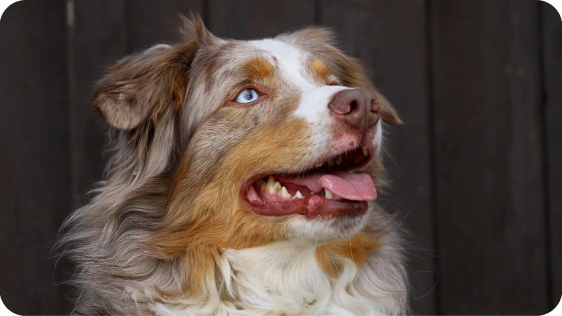 Top 13 Best Australian Shepherd Breeders in California (CA) State