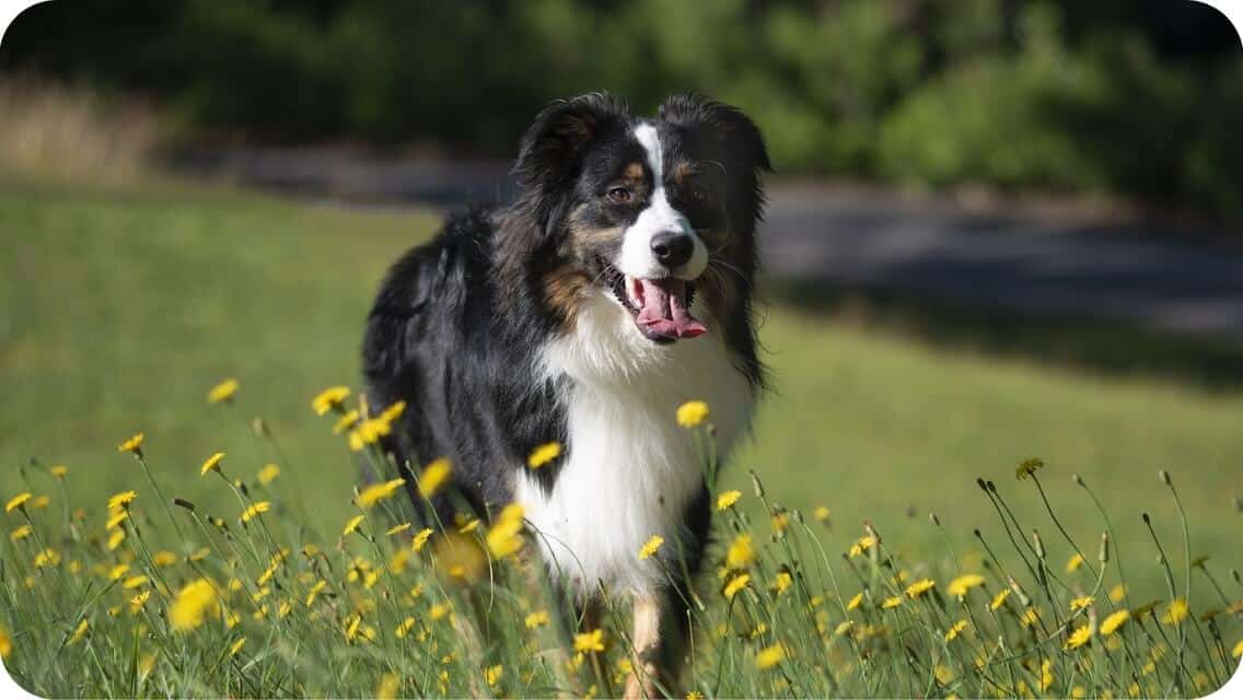 Top 13 Best Australian Shepherd Breeders in California (CA) State