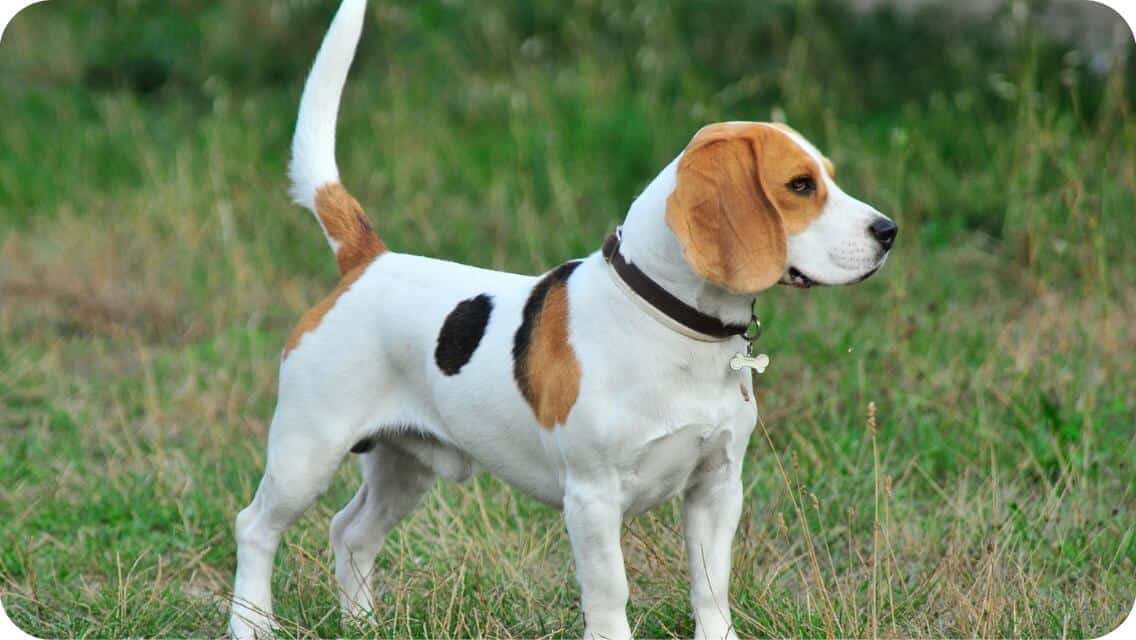 Top 12 Best Beagle Breeders In California (CA) State [2022] WowPooch