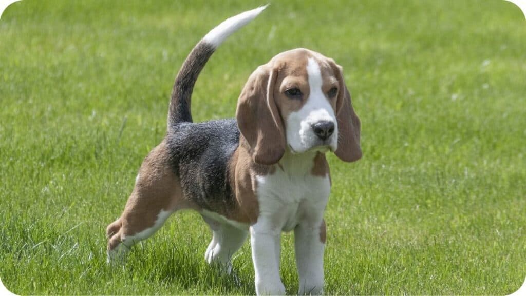 Top 7 Best Beagle Breeders in Arizona (AZ) State [2022] WowPooch