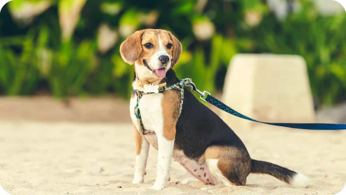 Top 14 Best Beagle Breeders in Florida (FL) State [2022] WowPooch