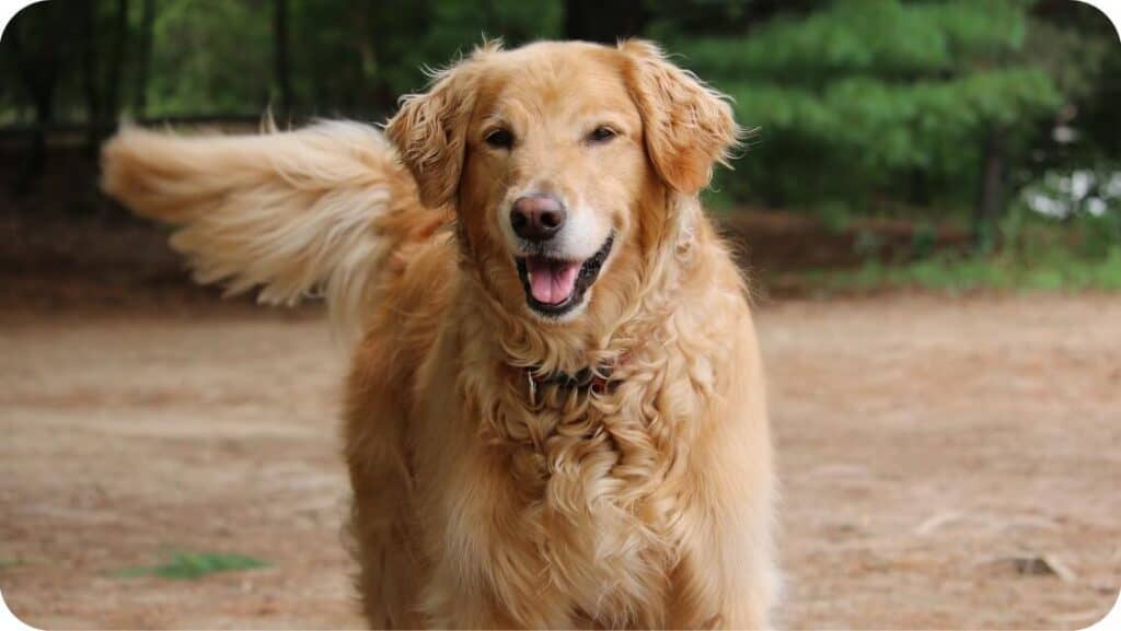 Top 13 Best Golden Retriever Breeders in Texas (TX) State [2022] WowPooch