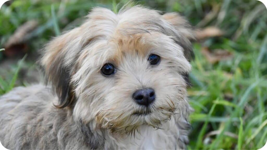 Top 9 Best Havanese Breeders In Texas (TX) State