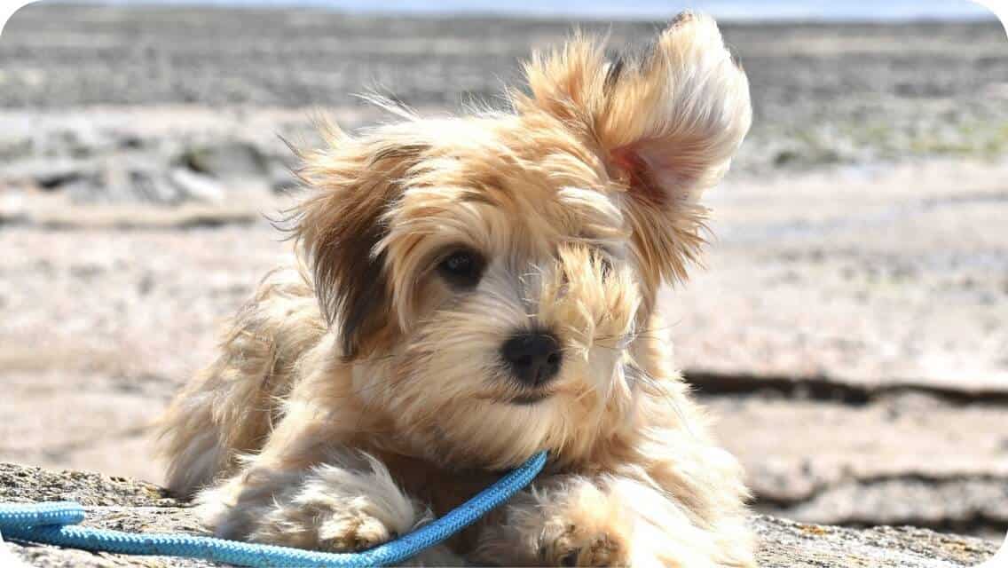 Top 9 Best Havanese Breeders In Texas (TX) State