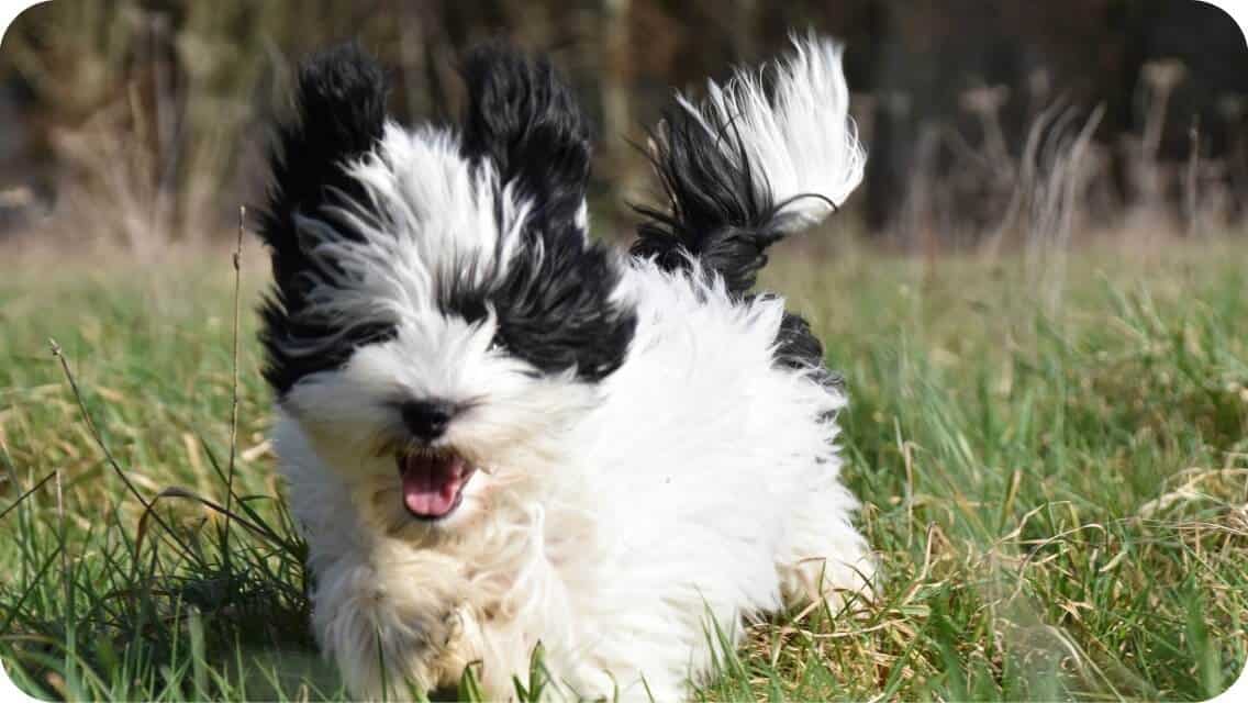 Top 9 Best Havanese Breeders In Texas (TX) State