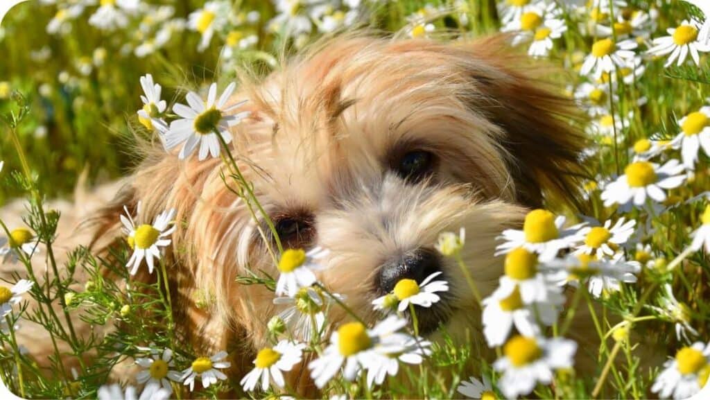 Top 6 Best Havanese Breeders In Arizona (AZ) State [2022] WowPooch