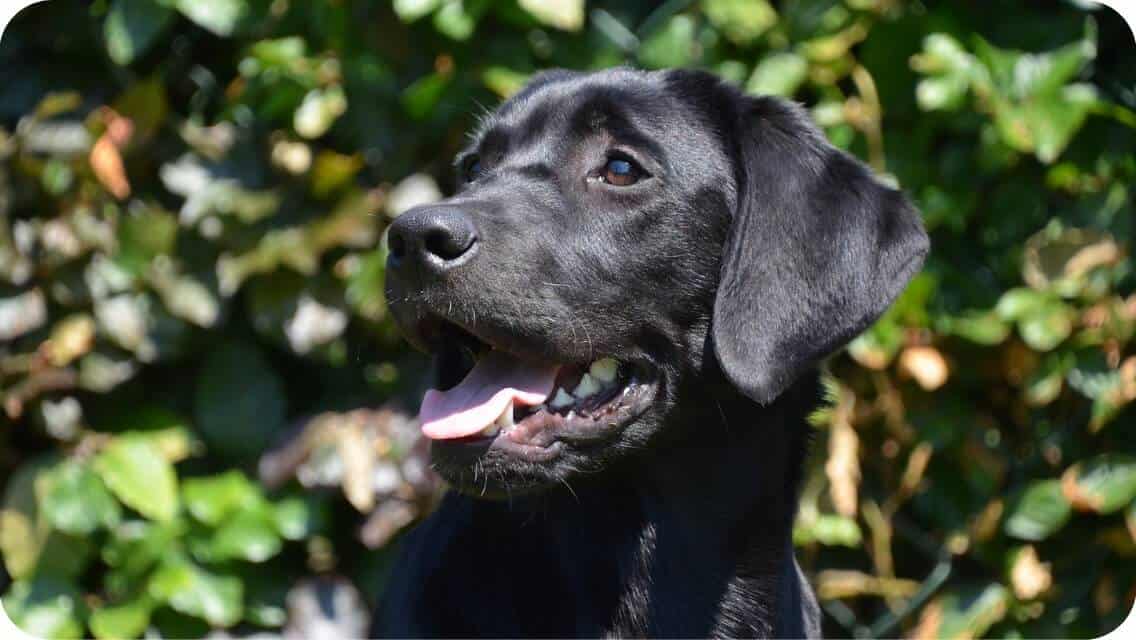 Top 15 Best Labrador Retriever Breeders In Pennsylvania (PA) State