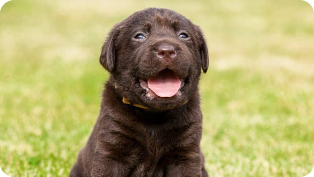 Top 20 Best Labrador Retriever Breeders In Florida (FL) State