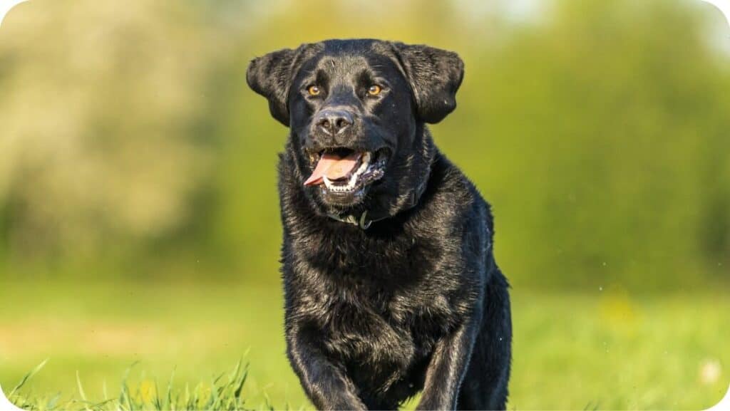 Top 20 Best Labrador Retriever Breeders In Florida (FL) State