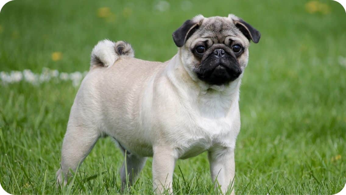 Top 8 Best Pug Breeders In New York (NY) State