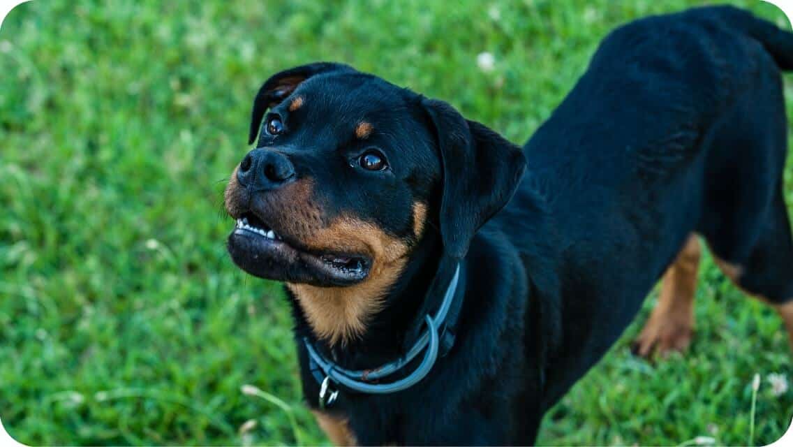 Top 6 Best Rottweiler Breeders In Missouri (MO) State