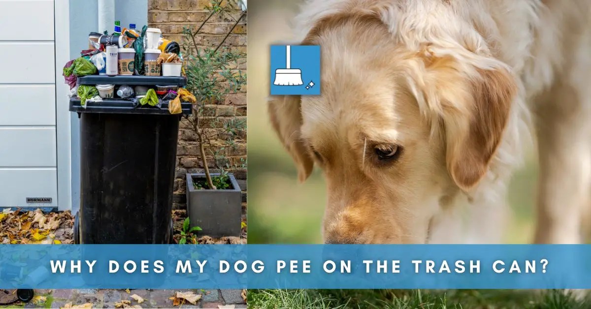 Why Does My Dog Pee On The Trash Can? (Explained)