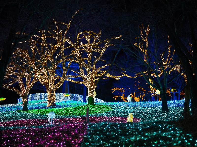 What to do in Japan in December?