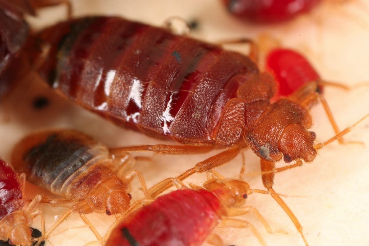 Bedbugs' Spread Fueled by Inbreeding, Treatment Resistance Burness