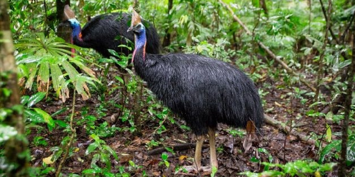 Monitoring the Precious Flora and Fauna in the World Heritage Daintree