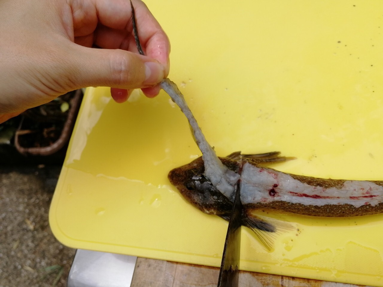 『メゴチの捌き方』 釣りのポイント