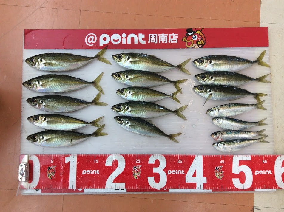 サビキで良型アジGET！！ 釣りのポイント