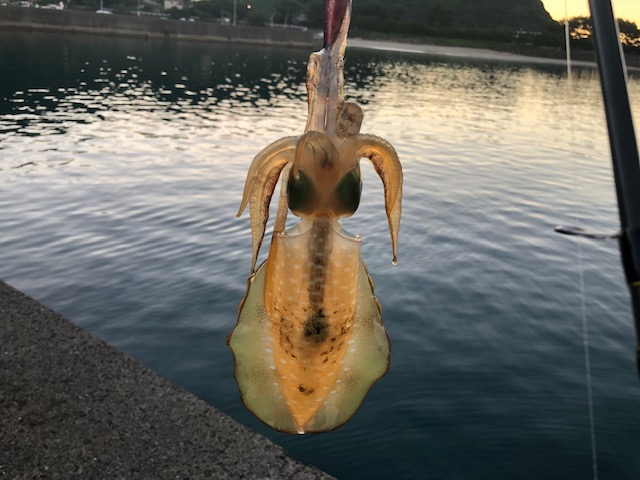 9月のおすすめ釣魚 釣りのポイント