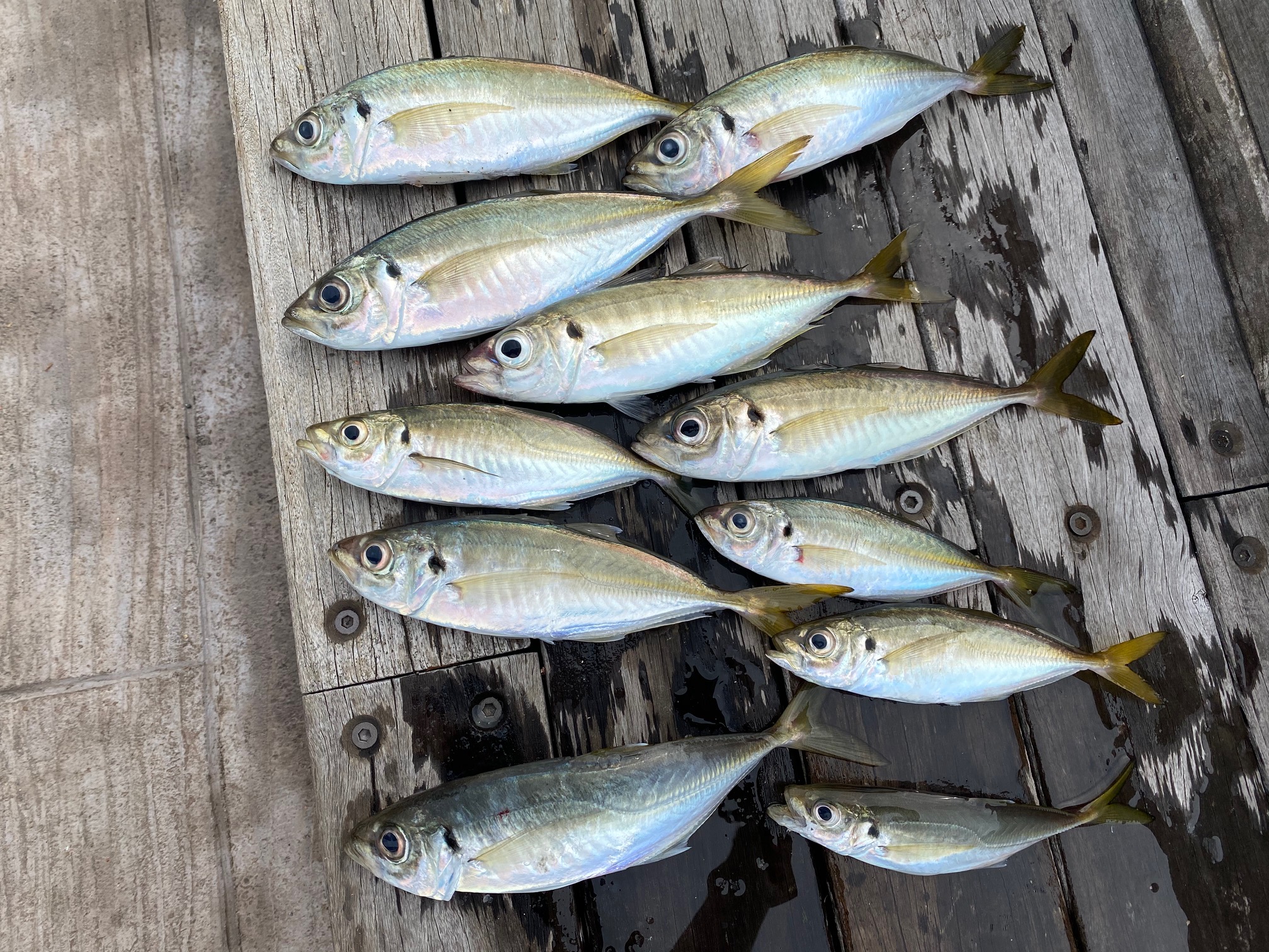 横須賀海辺つり公園の最新釣り情報です！ 釣りのポイント
