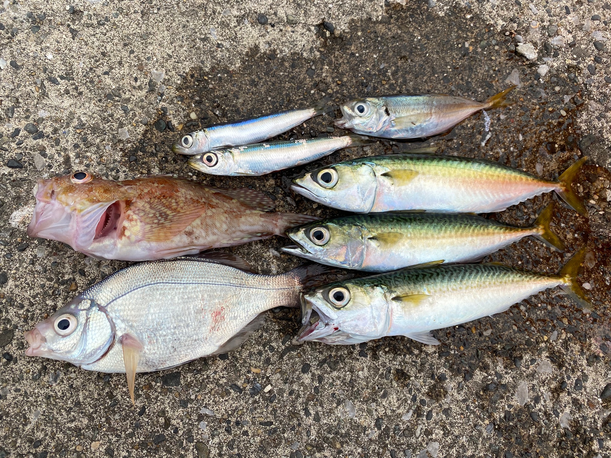 横須賀海辺つり公園の最新釣り情報です！ 釣りのポイント