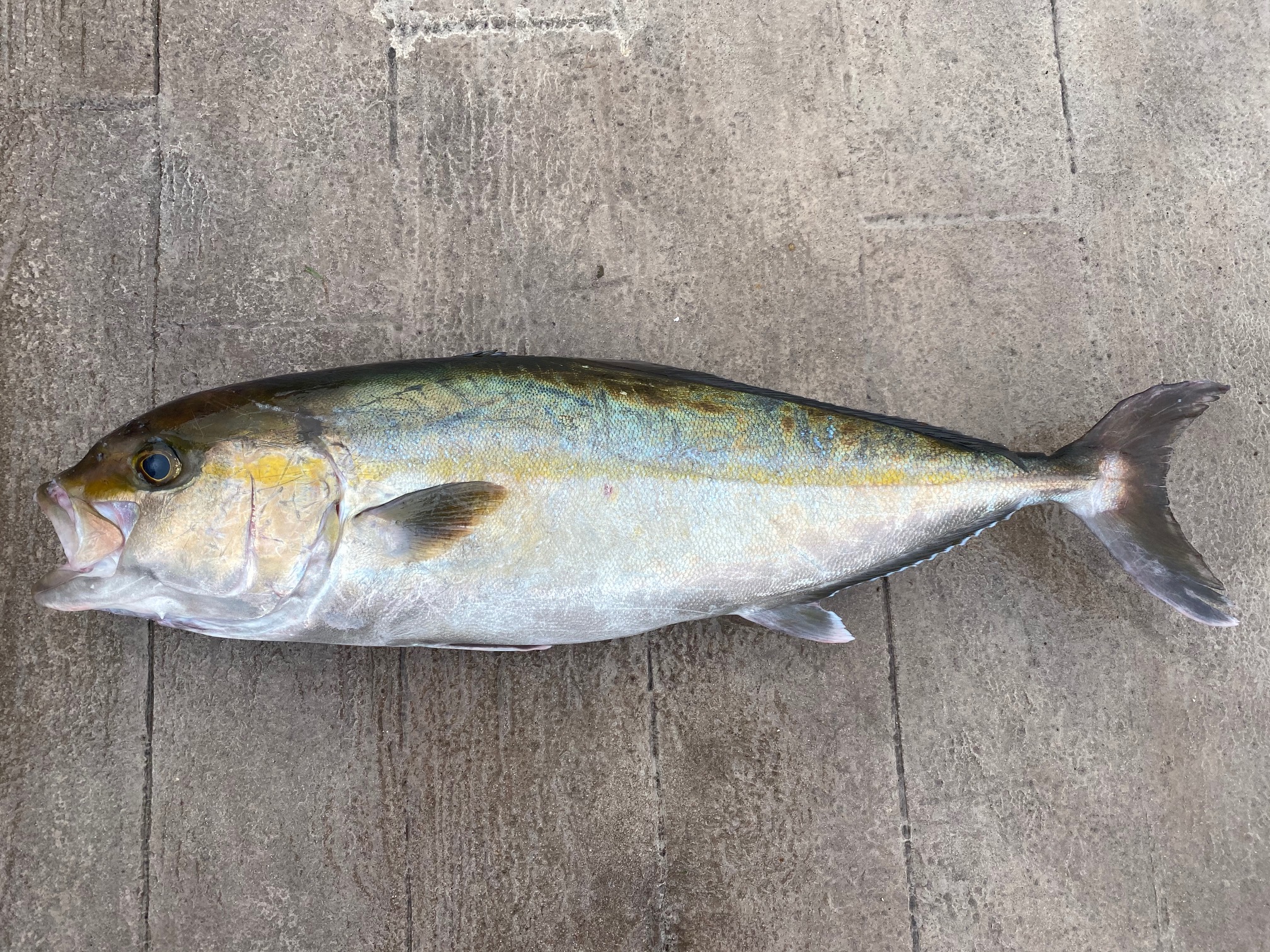 横須賀海辺つり公園の最新釣果情報です！ 釣りのポイント