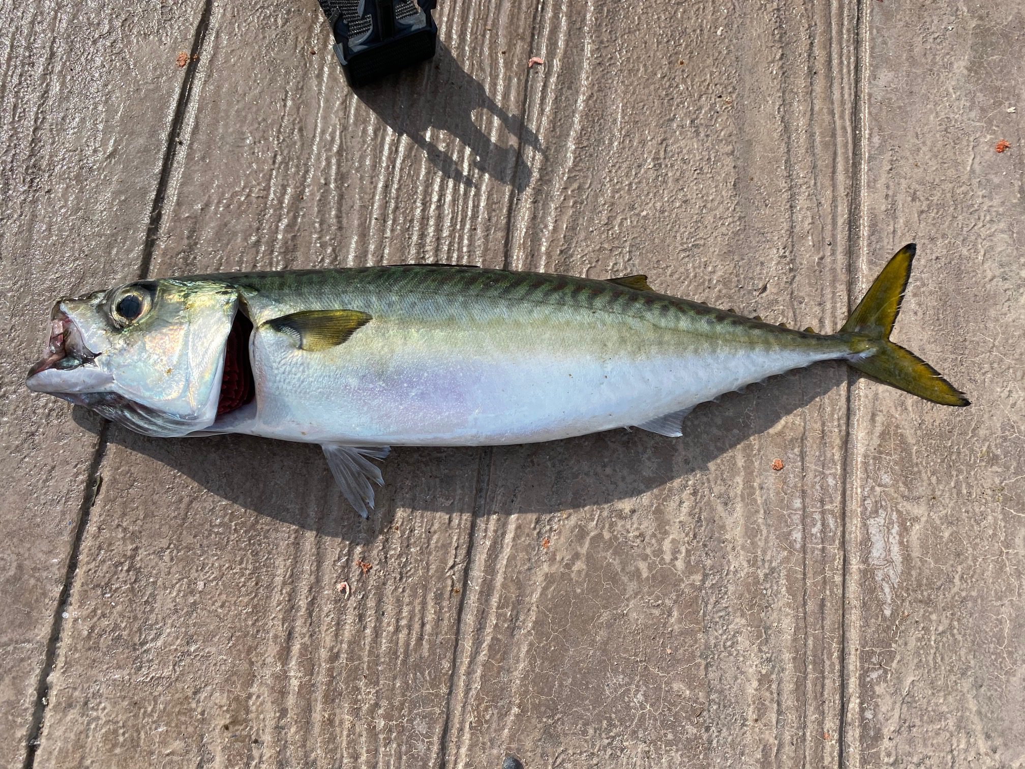 横須賀海辺つり公園の最新釣果情報！ 釣りのポイント