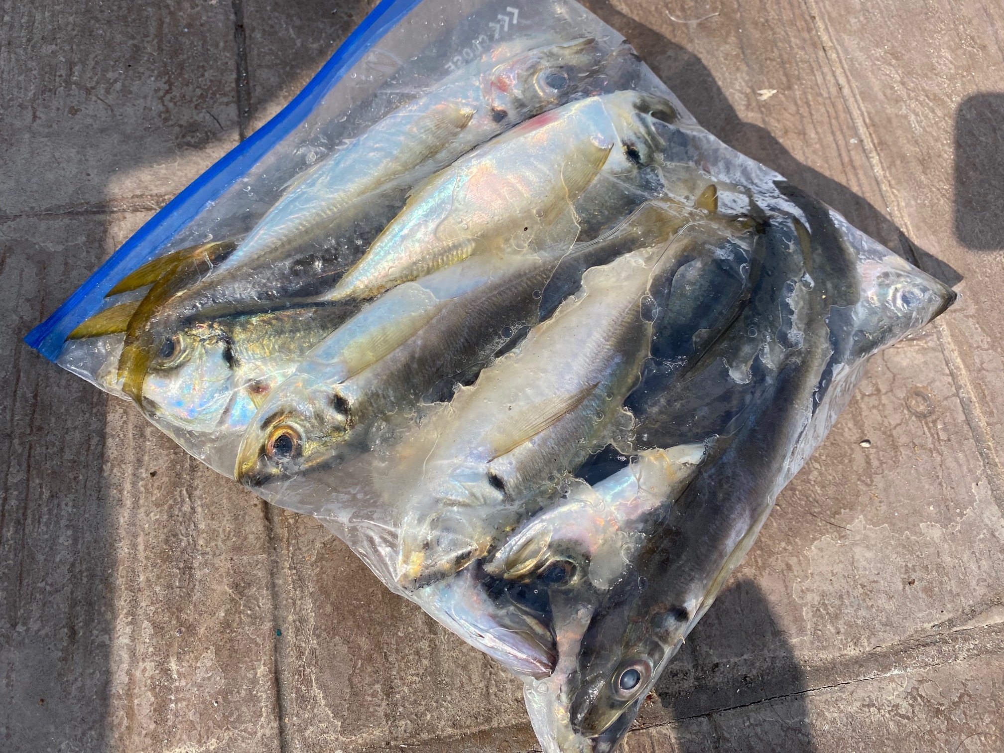 横須賀海辺つり公園の最新釣果情報！ 釣りのポイント