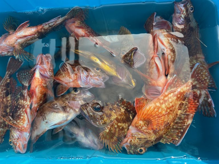 横須賀海辺つり公園の最新釣果情報！ 釣りのポイント