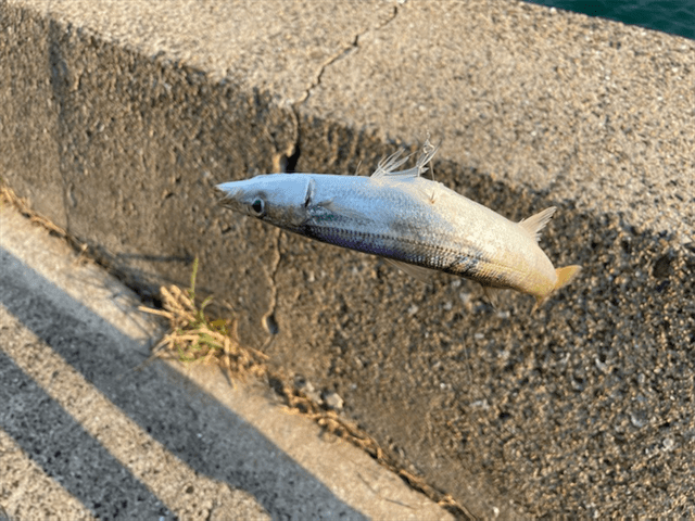 カマス爆釣！ 釣りのポイント