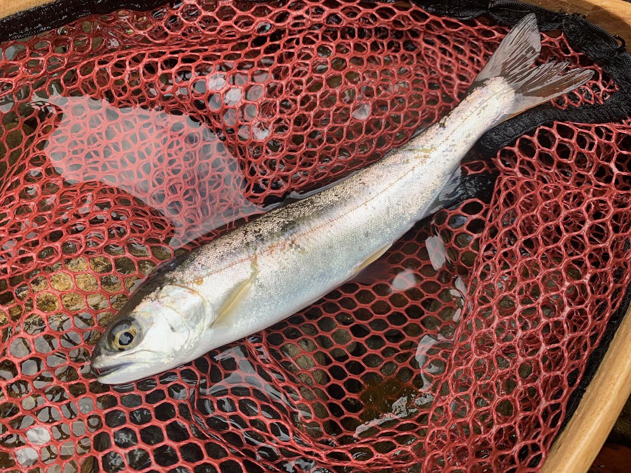 初潜入！耳川水系ヤマメ釣行♪ 釣りのポイント