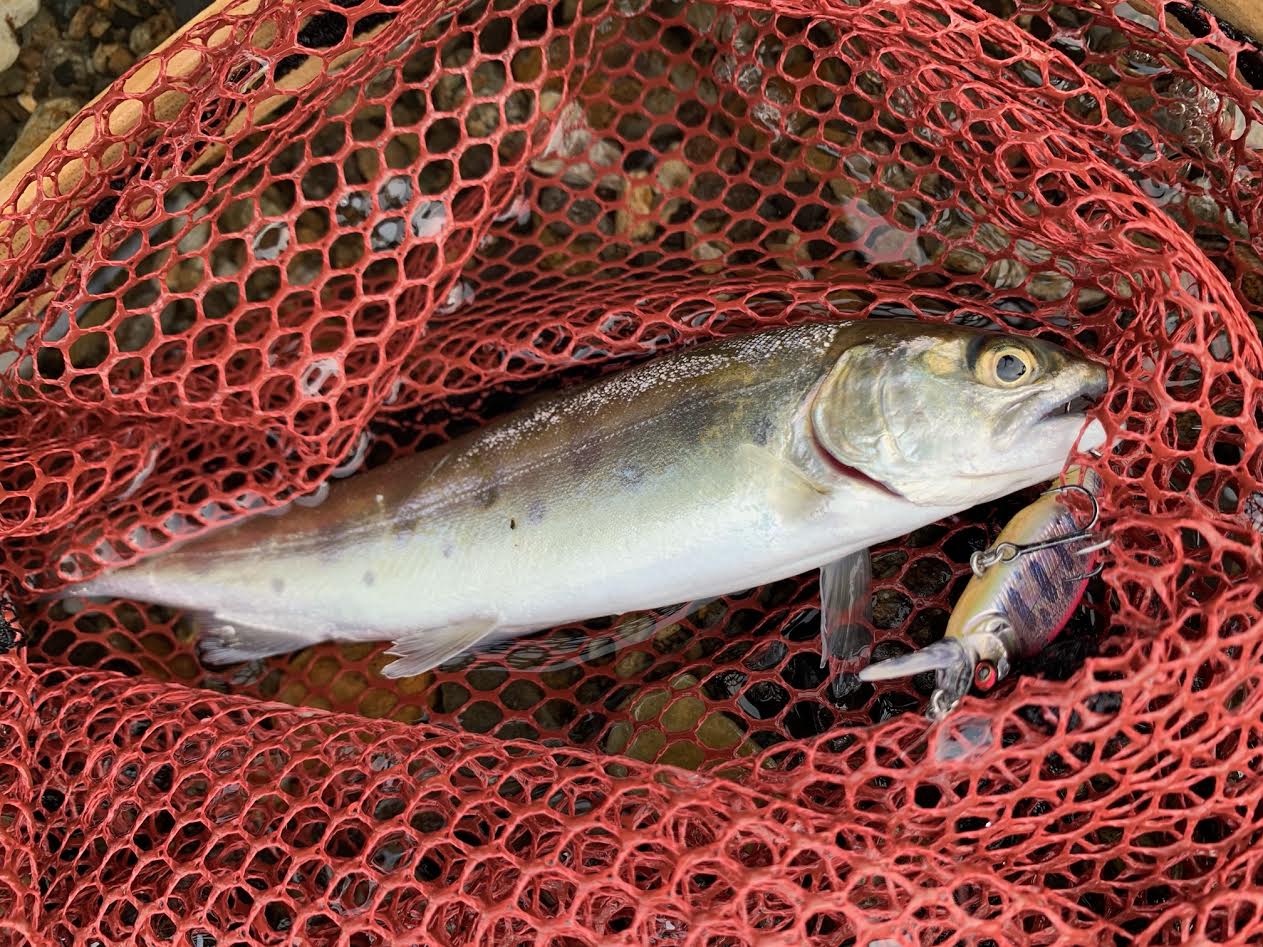 初潜入！耳川水系ヤマメ釣行♪ 釣りのポイント