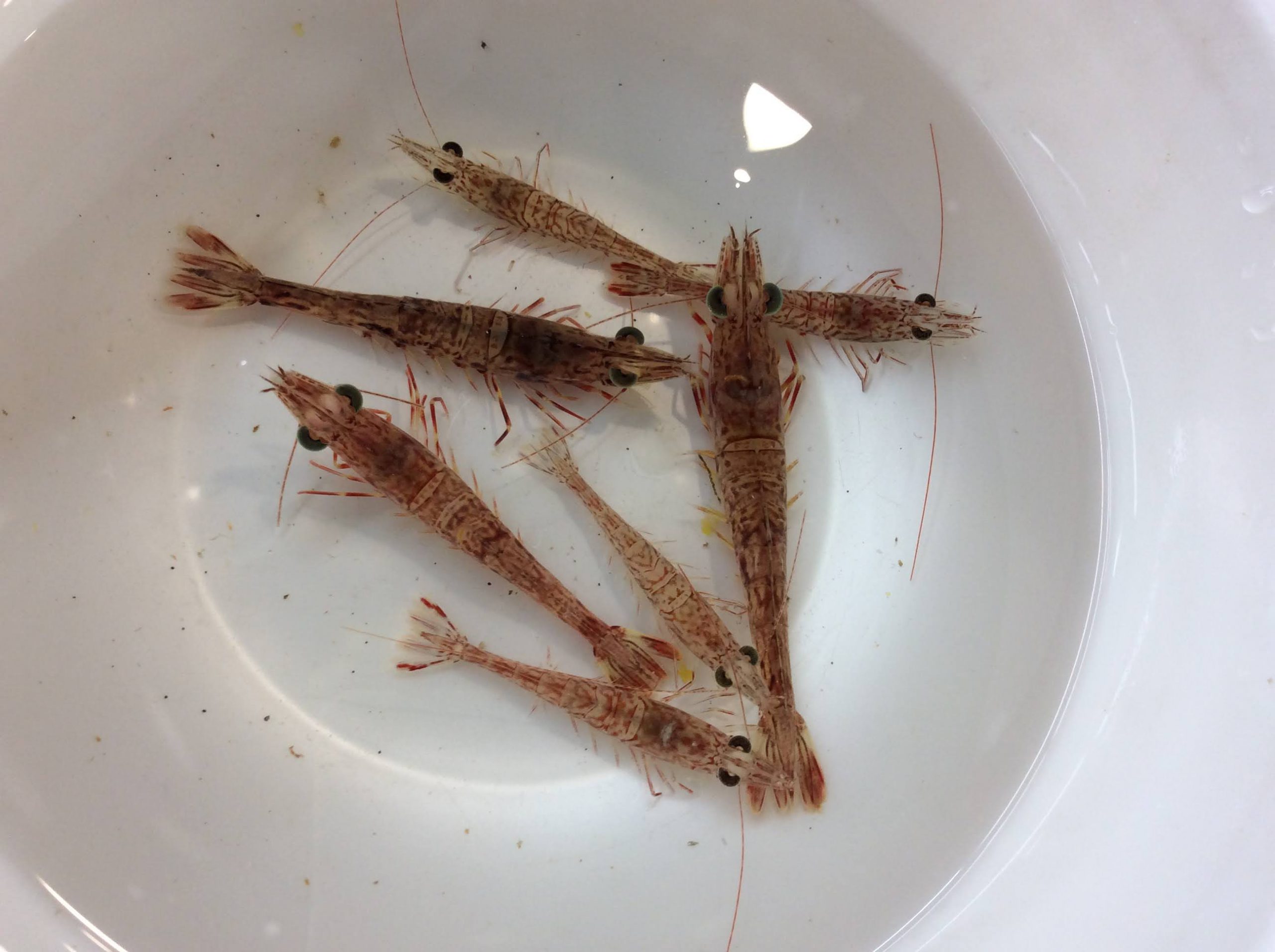 【オススメ】活き海エビ入荷！ 釣りのポイント