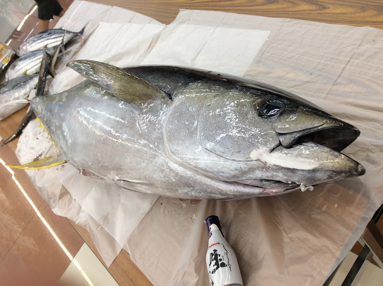 【三重県】キャスティングマグロ好調！！ 釣りのポイント