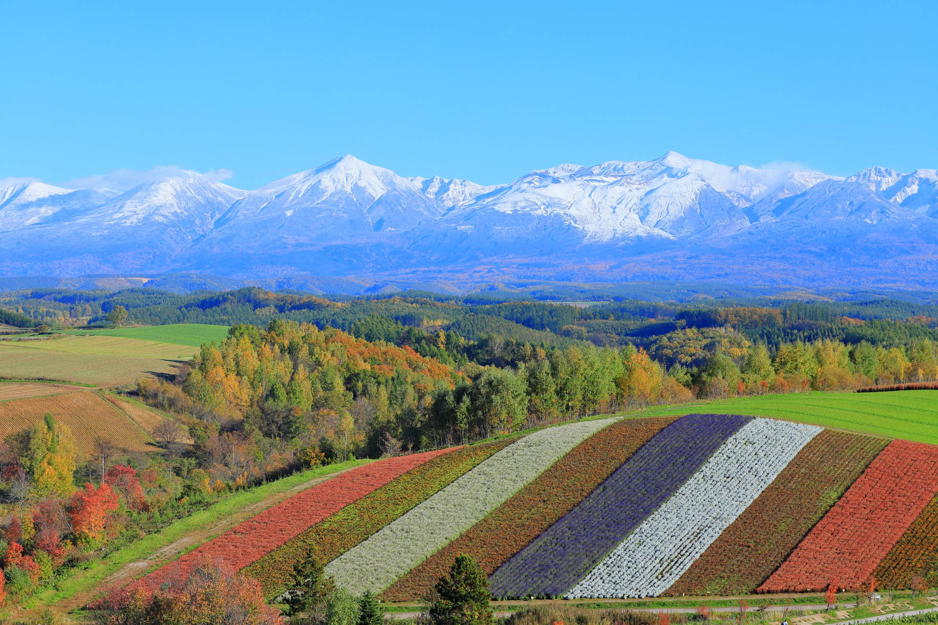 美瑛町の産業・歴史・特産品情報｜PREZO(プレゾ) 北海道の豊かな恵みを産地直送