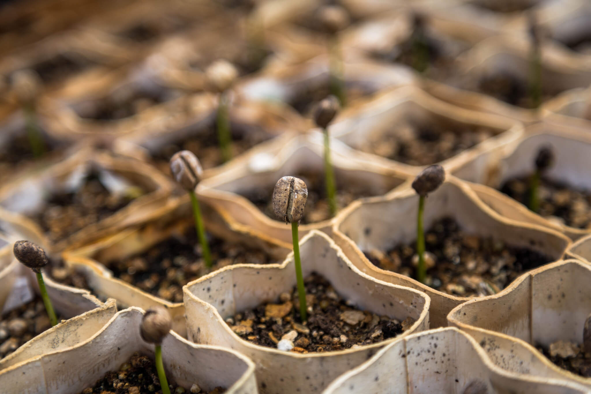How to Grow Your Own Coffee Plant The Primrose Garden Club Expert