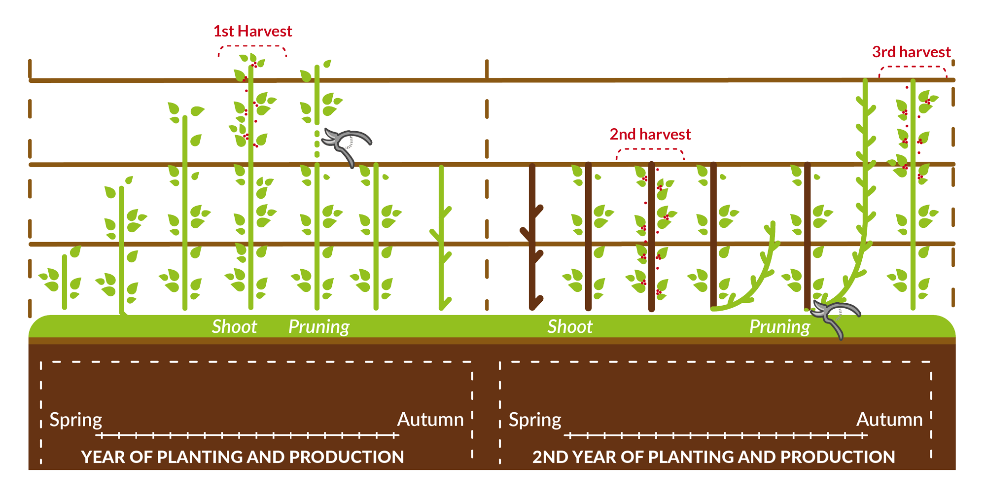 Pruning Raspberries, Blackberries & Other Hybrid Berries