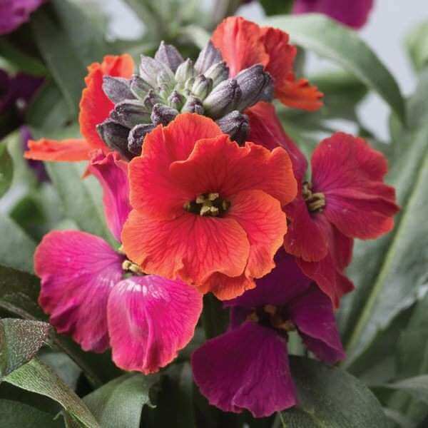 What to Plant in July The Primrose Garden Club Expert Tips, Advice