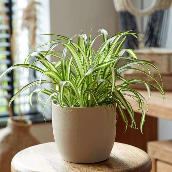 9 NearIndestructible Houseplants